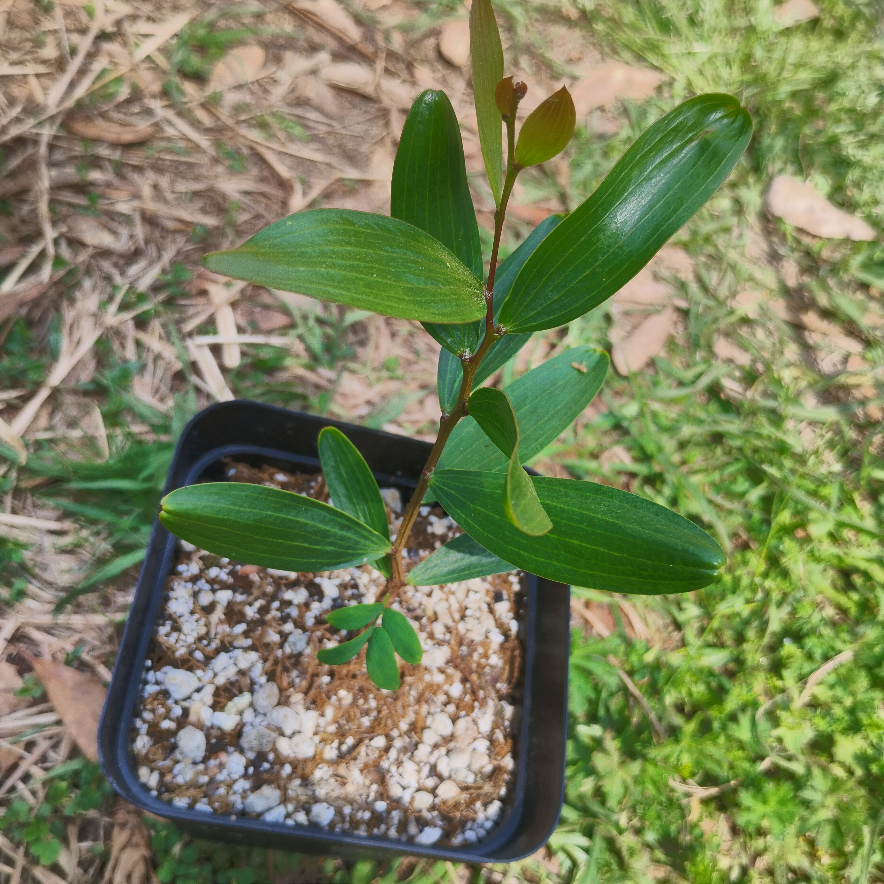 PLANTS - Acacia confusa