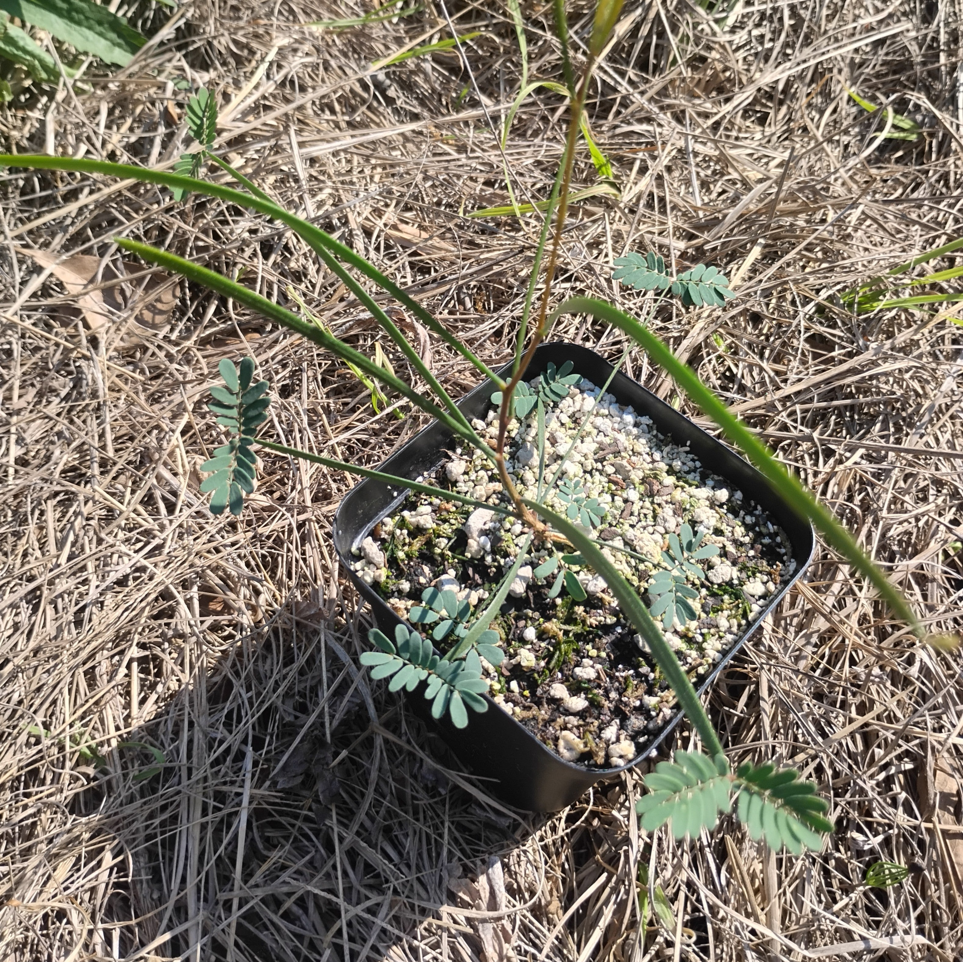 PLANTS - Acacia acuminata var. narrow