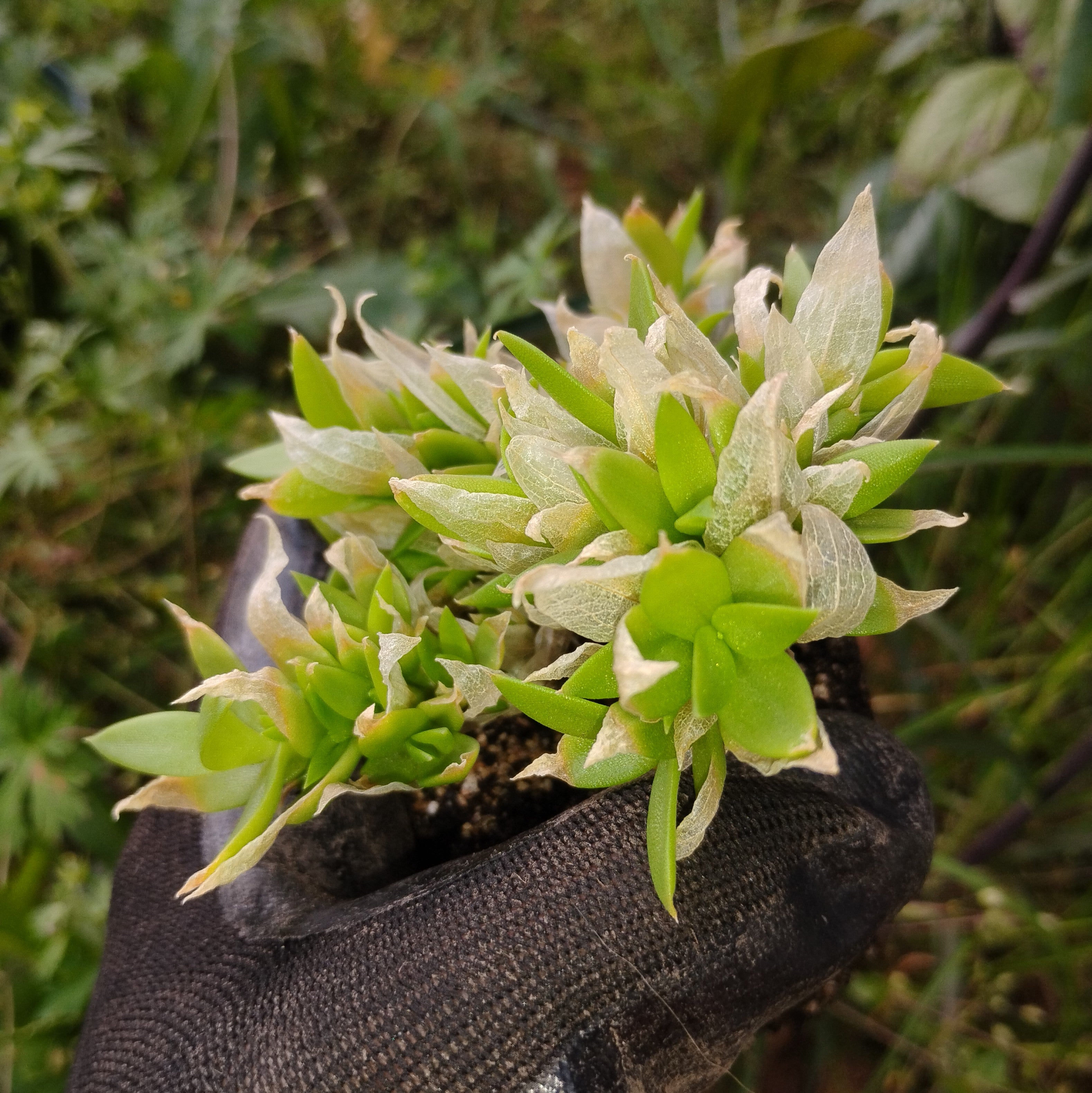 PLANTS - Sceletium tortuosum