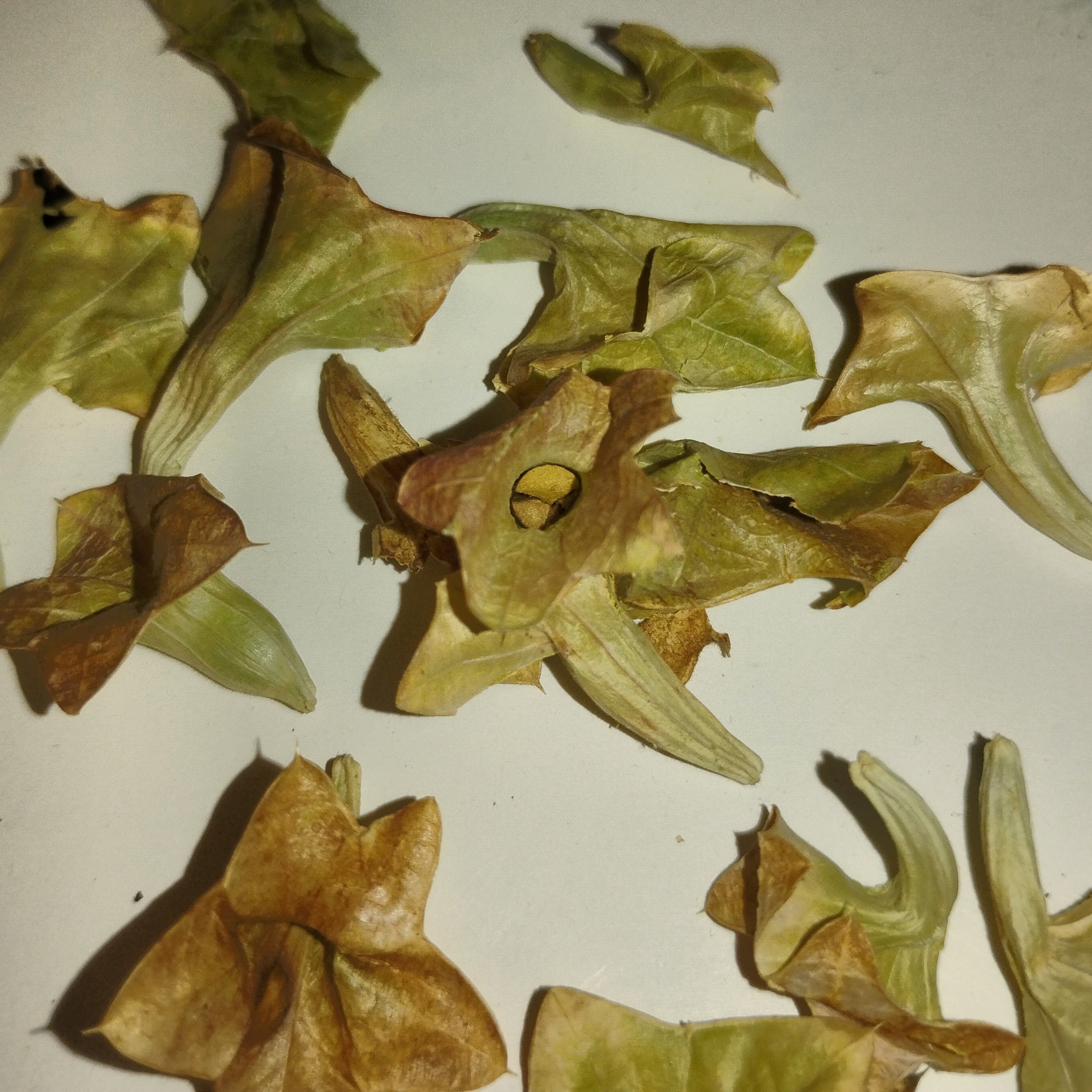 SEEDS - Lagochilus platycalyx