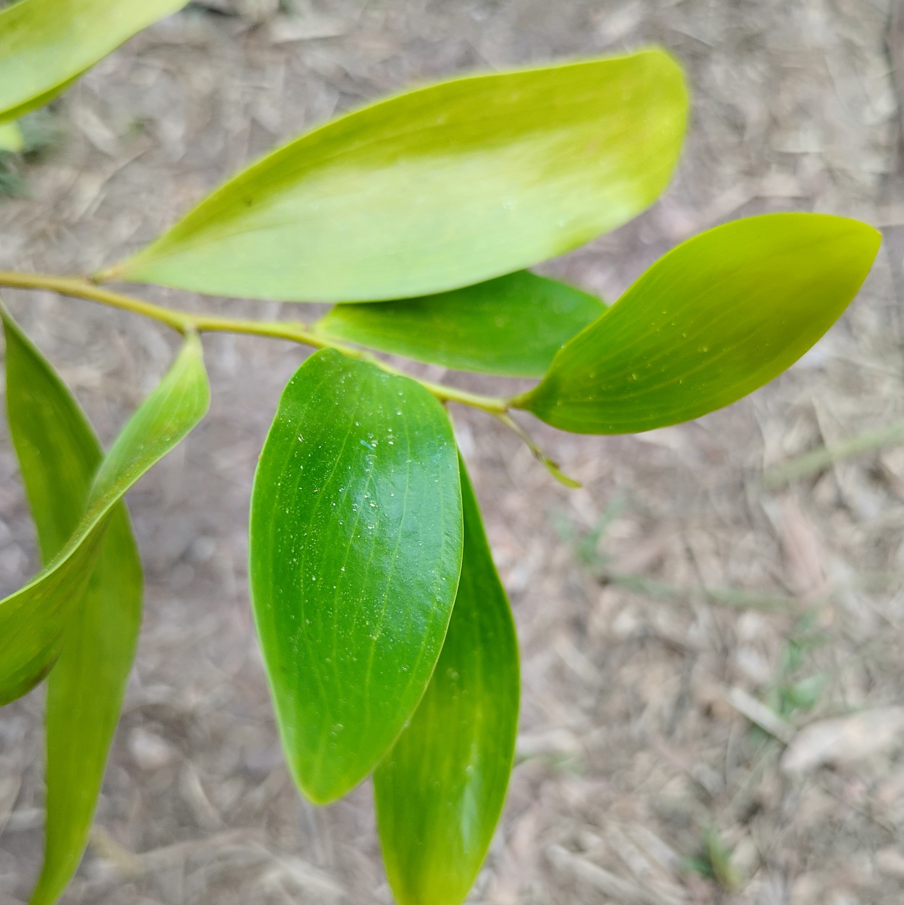 PLANTS - Acacia simplex