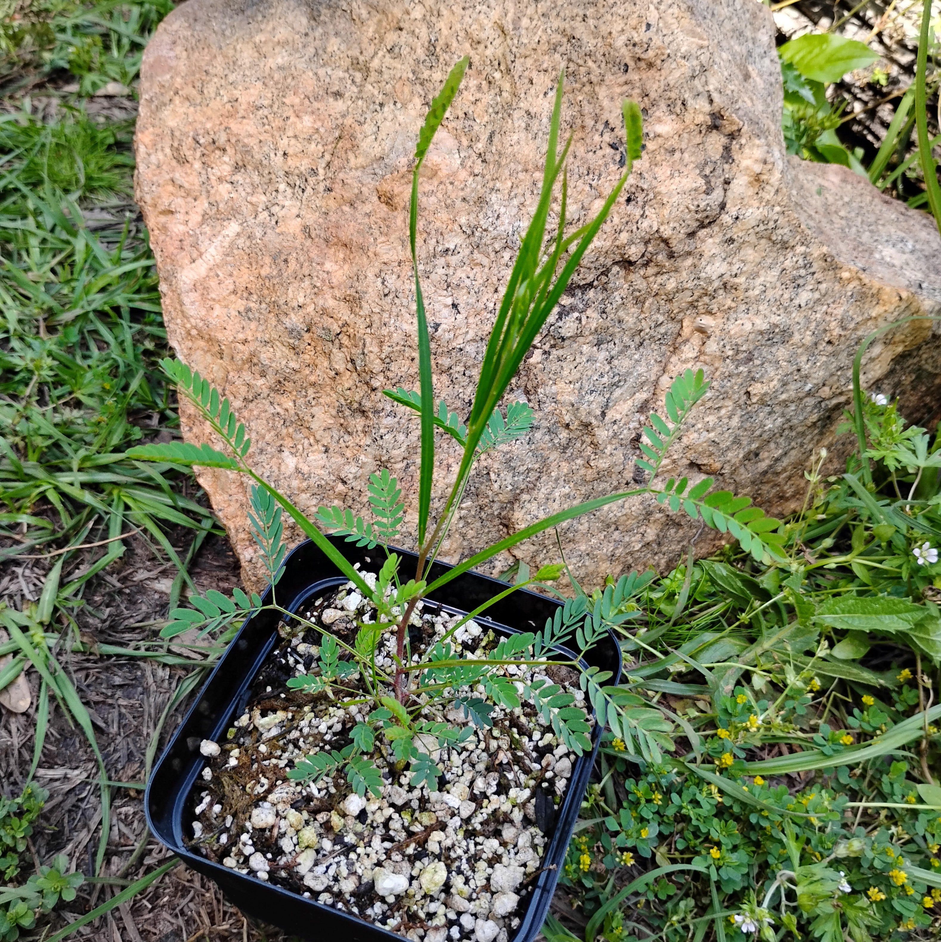 PLANTS - Acacia floribunda