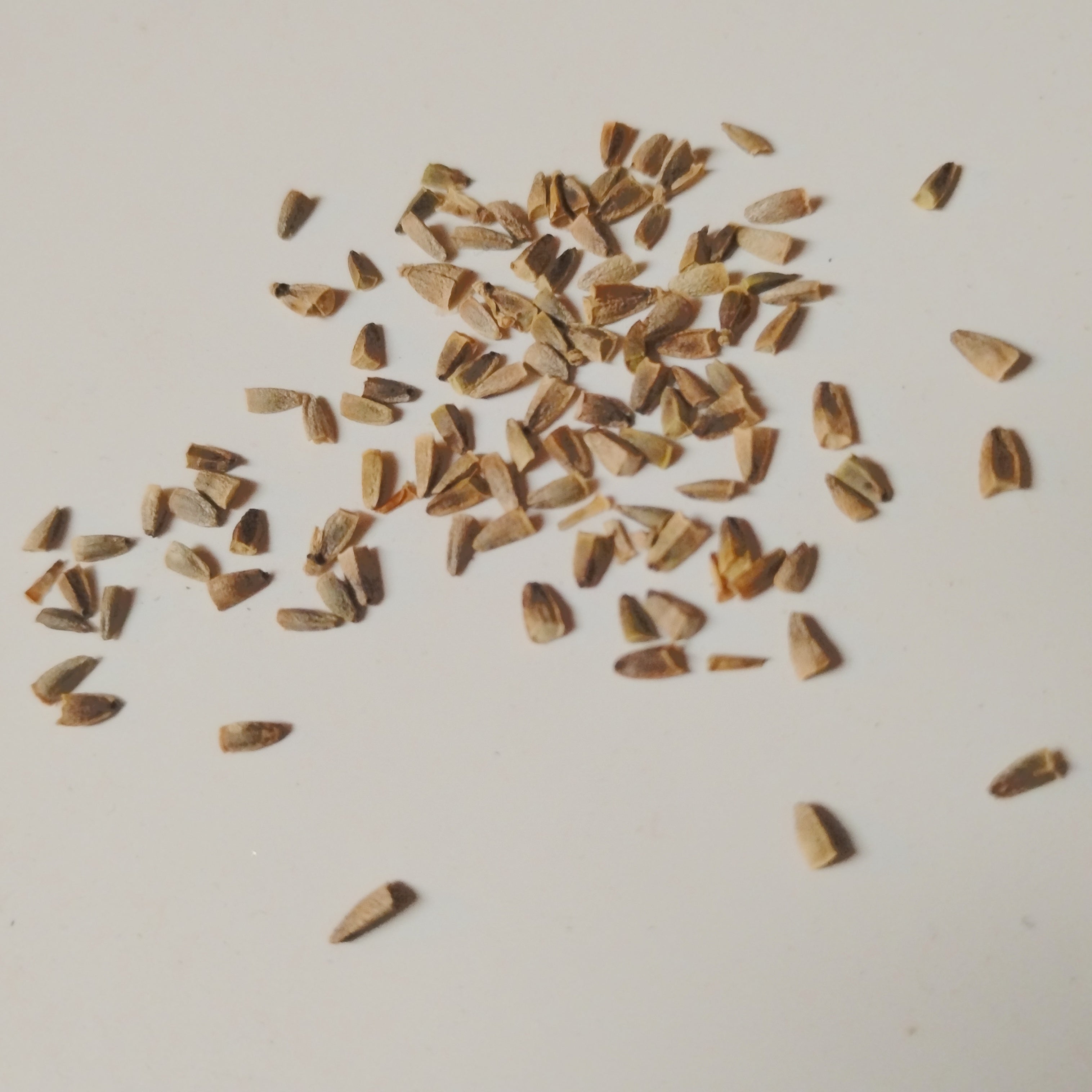 SEEDS - Lagochilus inebrians