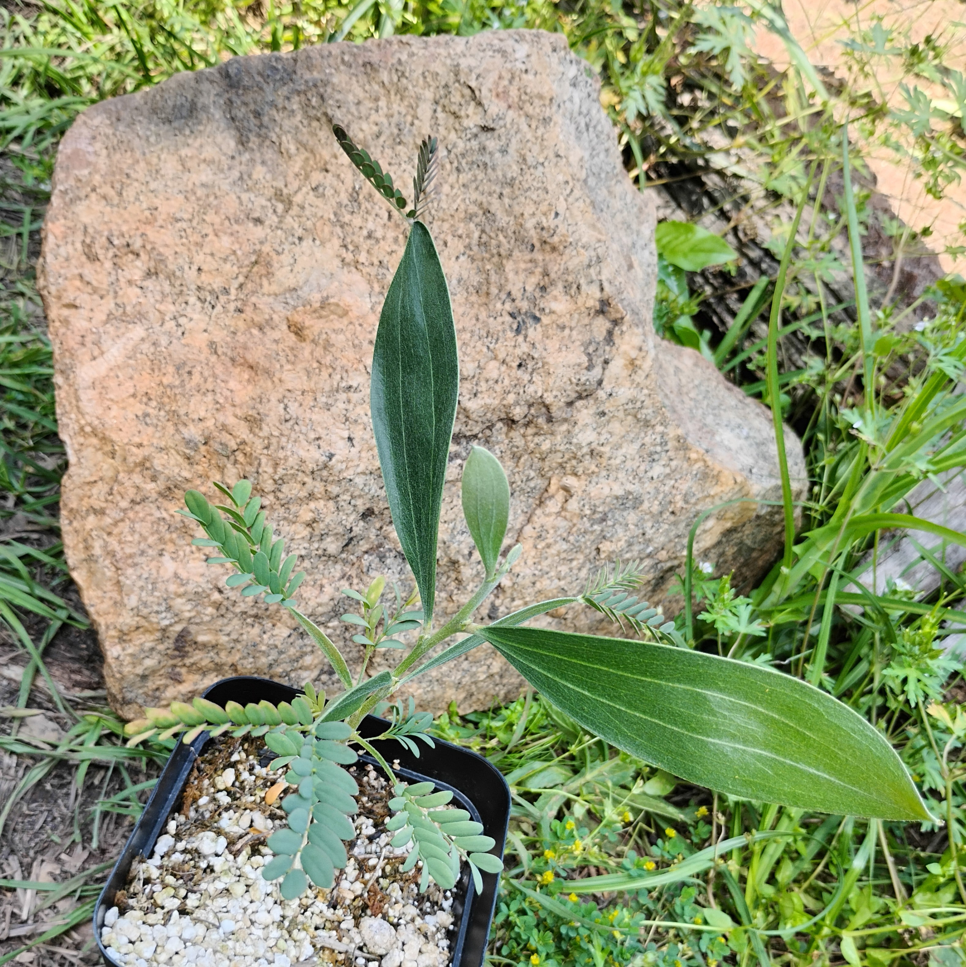 PLANTS - Acacia colei var. colei