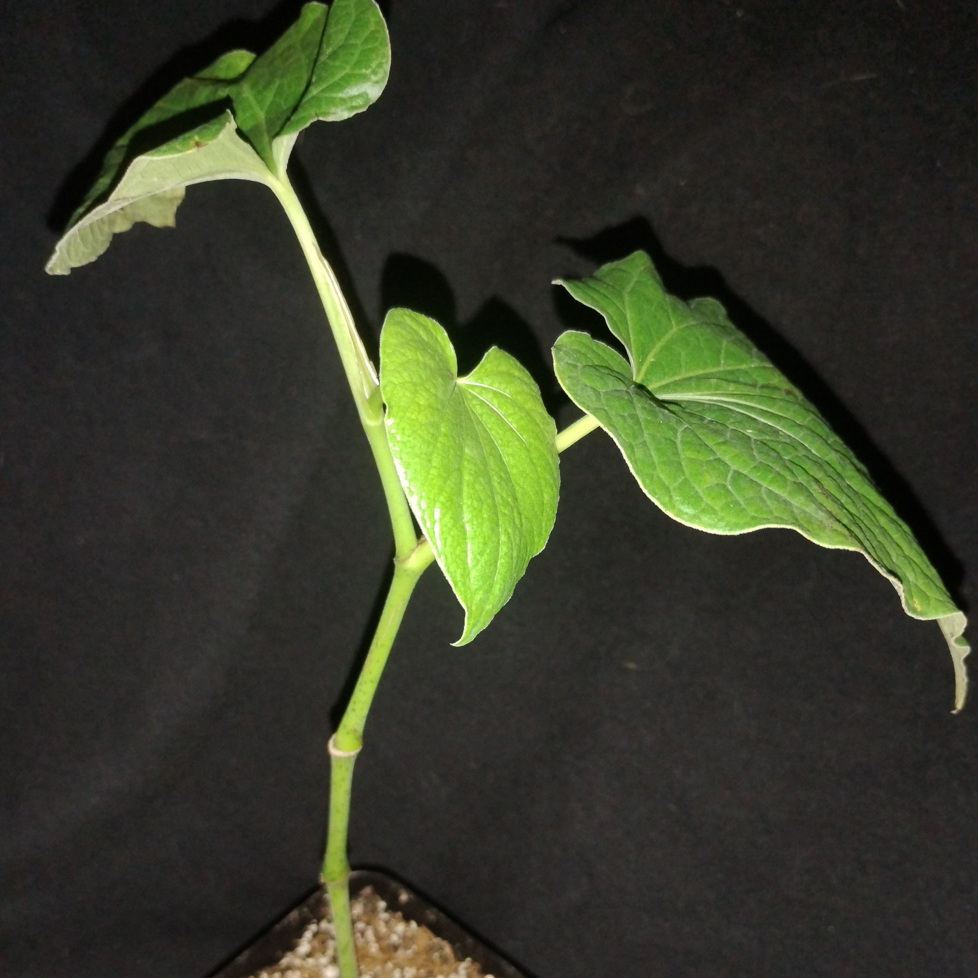 PLANTS - Piper methysticum