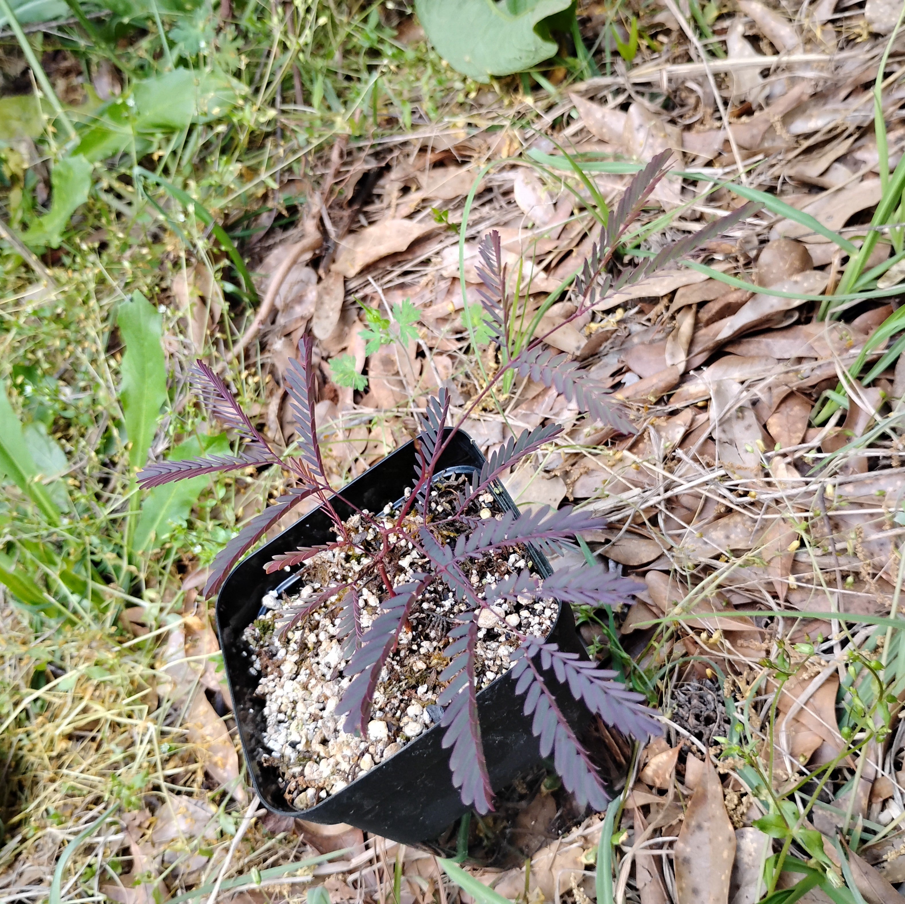 PLANTS - Acacia adunca