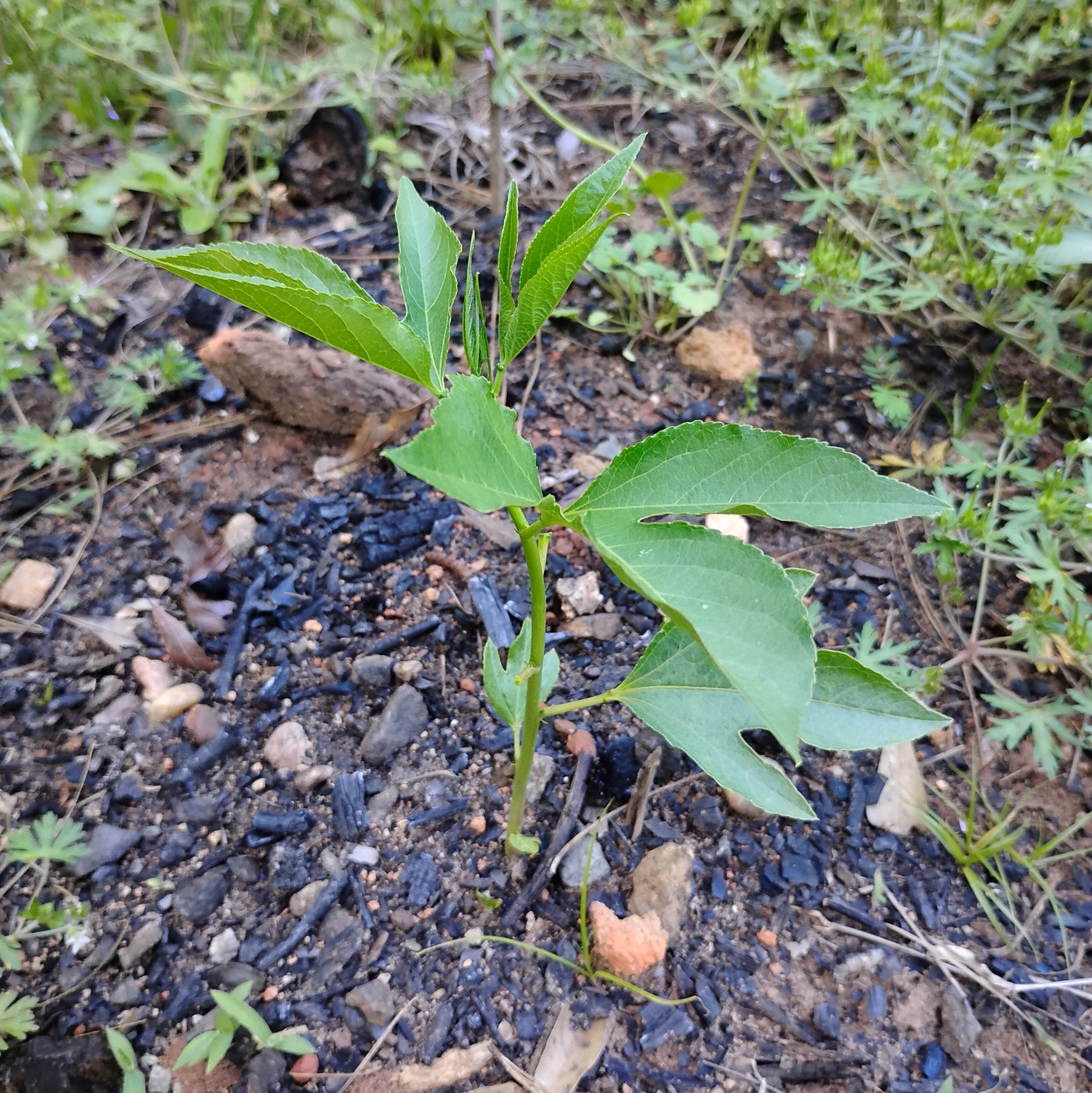 PLANTS - Passiflora incarnata